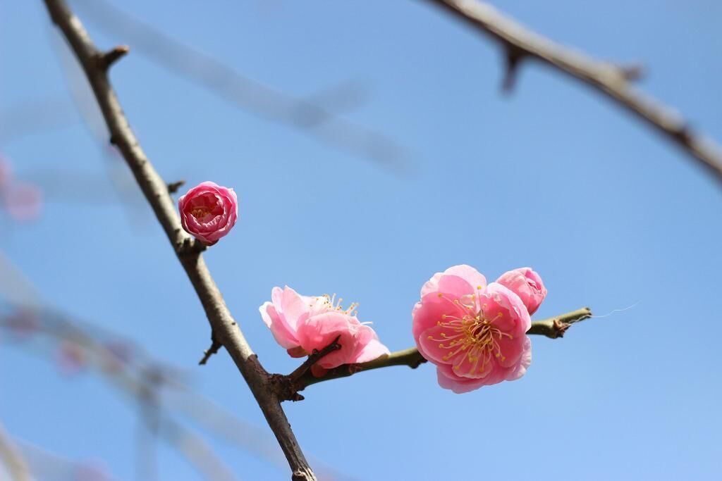 #1. Japanese apricot